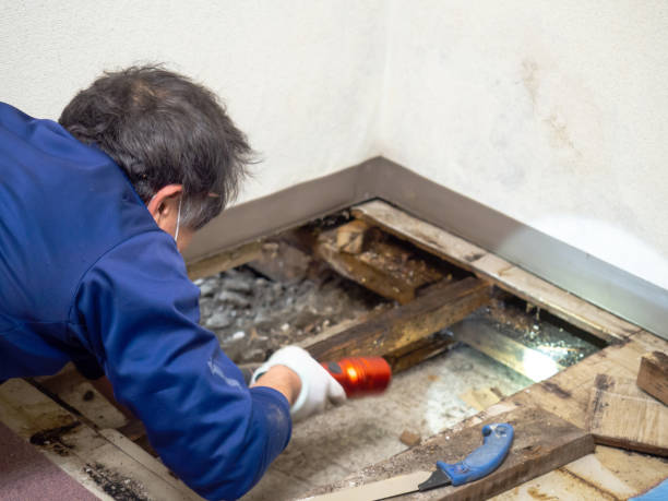 Best Mold Cleaning Services  in Raintree Plantation, MO