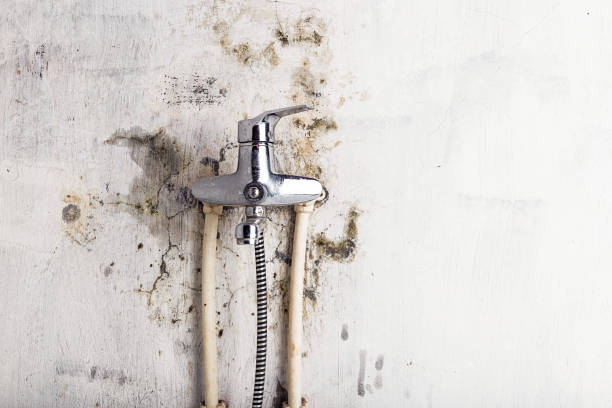 Best Local Mold Removal Service  in Raintree Plantation, MO