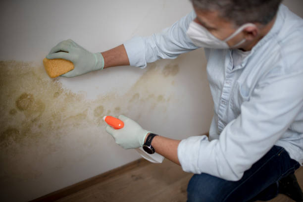 Best Attic Mold Removal  in Raintree Plantation, MO