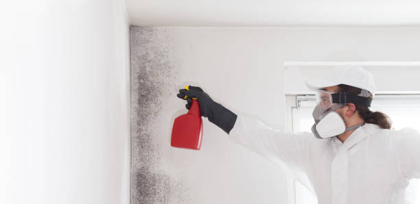 Best Professional Mold Removal  in Raintree Plantation, MO