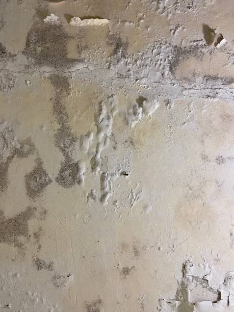 Best Crawl Space Mold Removal  in Raintree Plantation, MO