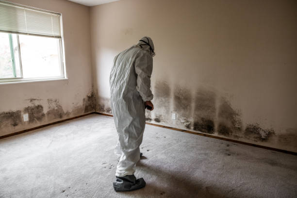 Best Emergency Mold Removal  in Raintree Plantation, MO