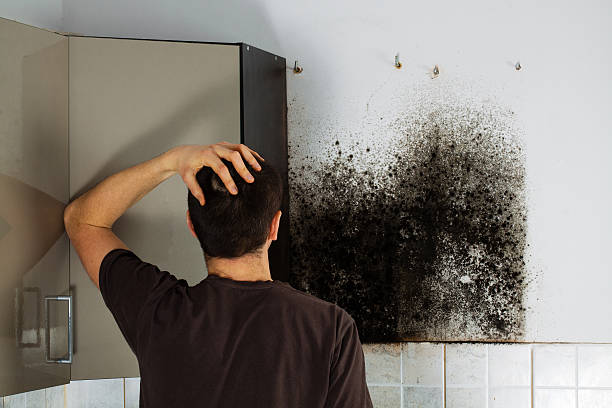 Best Fast Mold Removal  in Raintree Plantation, MO